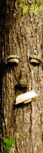 tree face